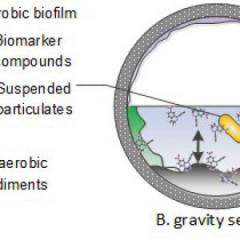 biomaker diagram