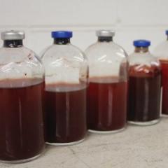 liquid in glass jars